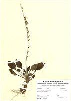 藏品(玉山鬼都郵)的圖片